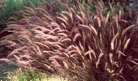 Pennisetum setaceum 'Rubrum' (Red Fountain Grass)