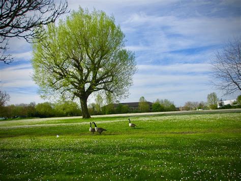 Nature Birds Tree - Free photo on Pixabay - Pixabay