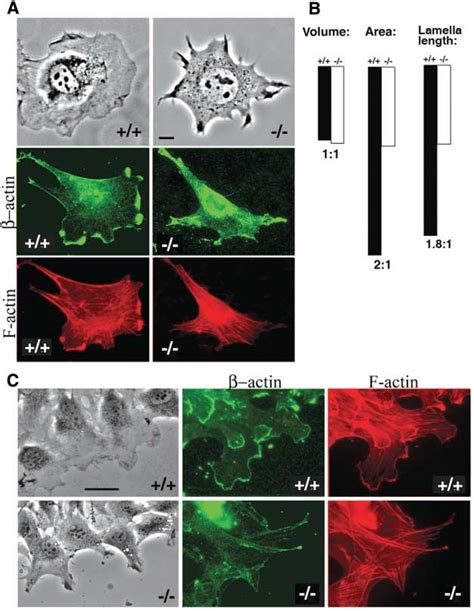 Arginylation Regulates Cell Spreading Lamella Formation And