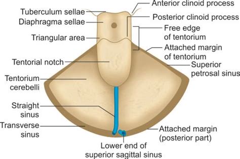 Tentorium Cerebelli Attachments