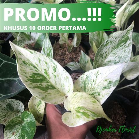 Jual BISA COD SIRIH GADING MARBLE QUEEN VARIGATA MARBEL PUTIH