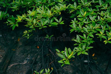 Mangrove Trees in Mangrove Forests Stock Photo - Image of tranquil, habitat: 247721478