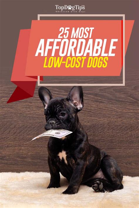 how much does it cost to groom a dog