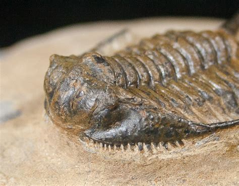 265 Long Chlustinia Trilobite Rare Species For Sale 15555