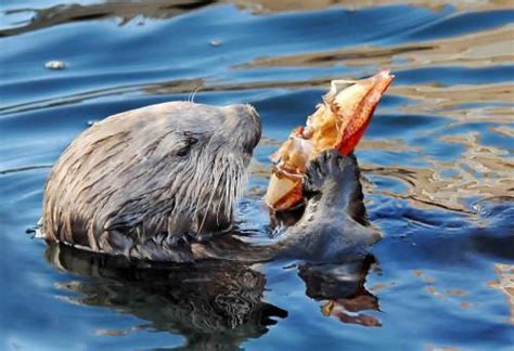 Sea Otter Facts For Kids | Top 20 Amazing Facts about Sea Otters