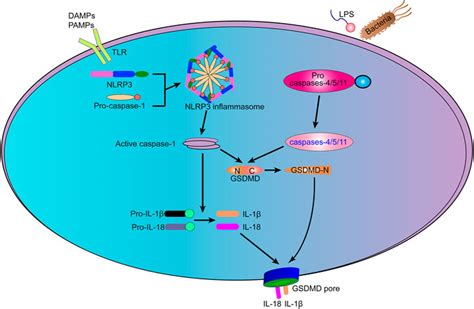 Frontiers Role Of Pyroptosis In Inflammatory Bowel Disease Ibd From Gasdermins To Damps