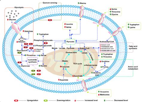 A Pathway Model Of Primary Metabolic Changes In Lactobacillus