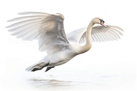 Swan animal flying white. AI | Premium Photo - rawpixel