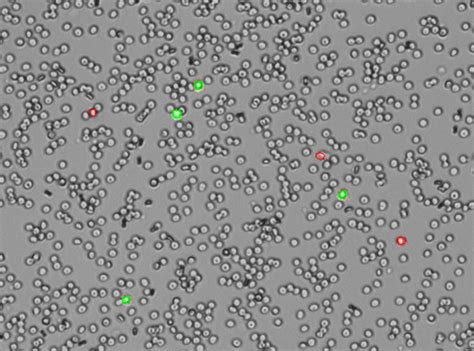 Fluorescence Assay Vs Trypan Blue Technical Note 197