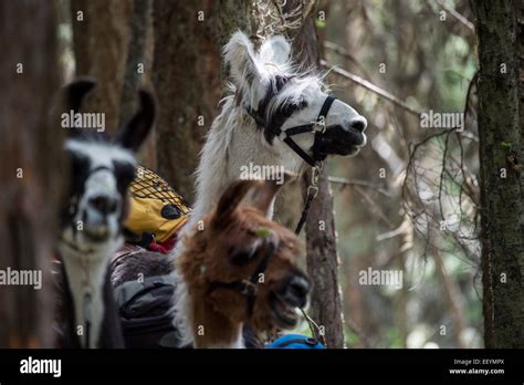 Welcome To The Weird And Wonderful World Of Llamas Llama Trekking Is