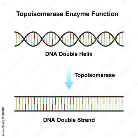 Scientific Designing Of Topoisomerase Enzyme Effect On Dna Molecule