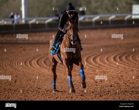 The Saudi Cup Contender Taiba Gallops In The Morning Track Work At The