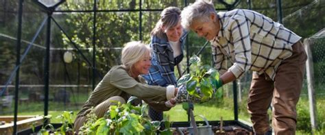 Greenhouse Gardening: How to Get Started (for Cheap!) and Grow More