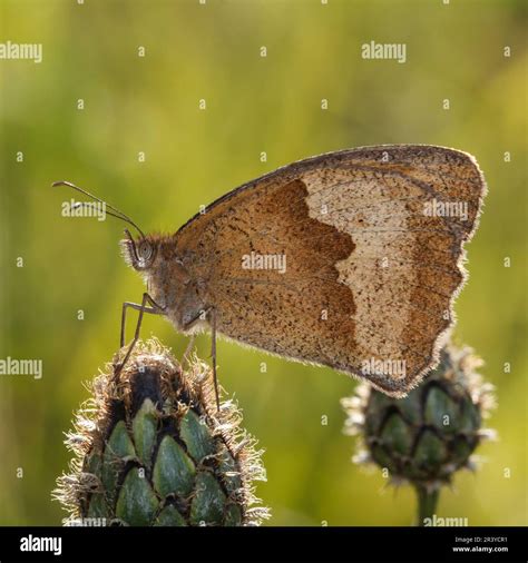 Maniola jurtina, known as the Meadow brown butterfly (female Stock ...