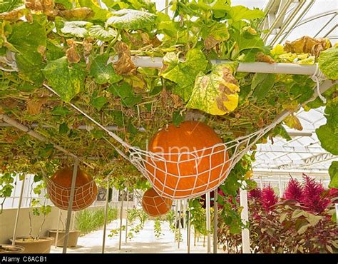 Stock Photo Pumpkins Trained To Grow On Hanging Trellis At Disney S