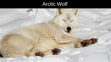 Discover the Amazing Wildlife : 23 Animals Live in the Arctic Revealed ...