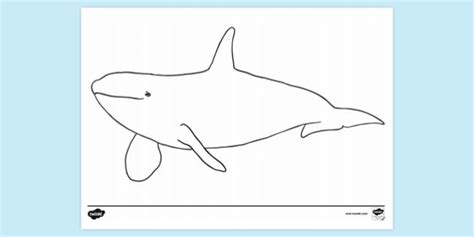 Orca Killer Whale Colouring Sheet Colouring Sheets