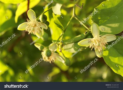 aegle marmelos flower  common names  shutterstock