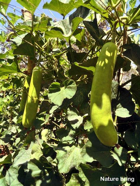 Lauki How To Grow Bottle Gourd Growing Bottle Gourd Naturebring