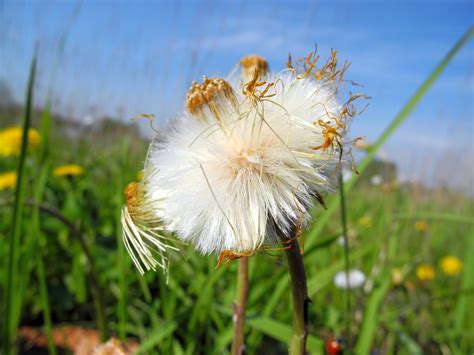 Banco de imagens natureza Flor plantar campo Prado Dente de leão