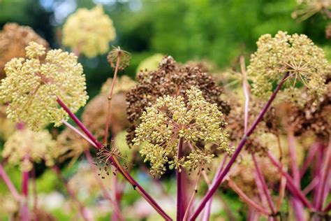 Ang Lique Officinale Angelica Archangelica Fiche Culture