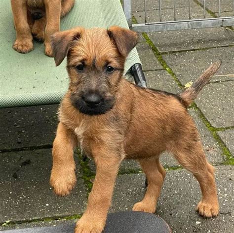 15 Photos Of Irish Terrier Puppies With Pure Beauty - ilovedogscute.com