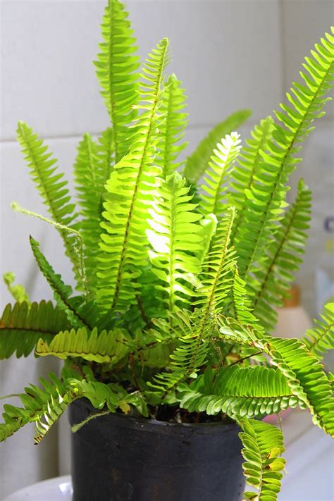 Boston Fern Propagation Methods and Tips — PlantWorksNYC