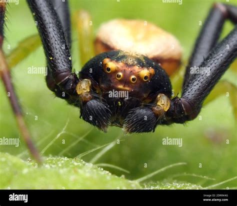 Male Spider Crab High Resolution Stock Photography And Images Alamy