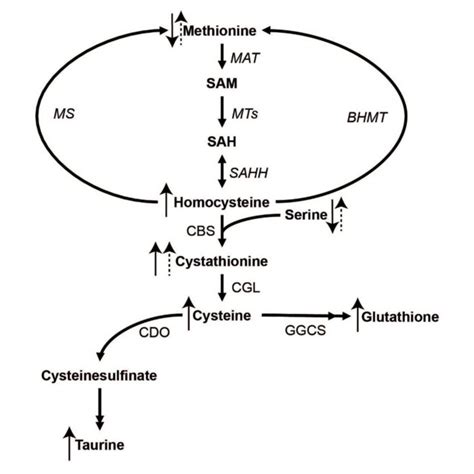 | The metabolism of sulfur amino acids with arrow indicators of change ...