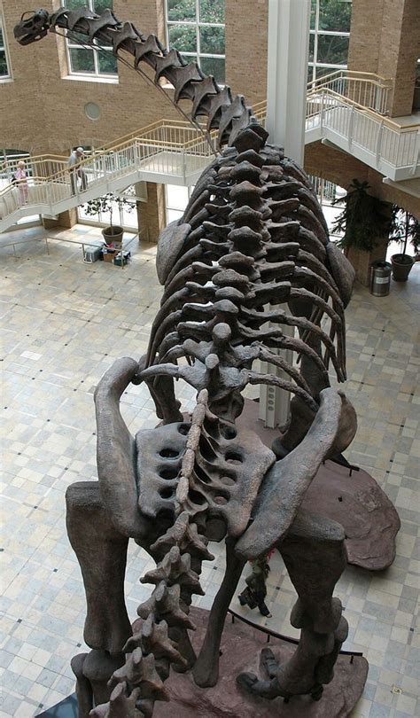 Reconstruction squelettique d'Argentinosaurus, Fernbank Museum of ...