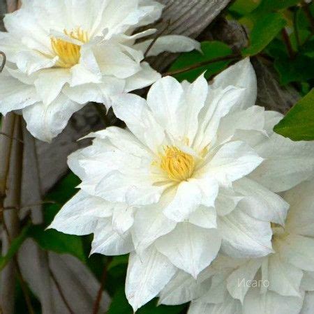 клематис, клематис исаго, исаго - Экзотик Флора