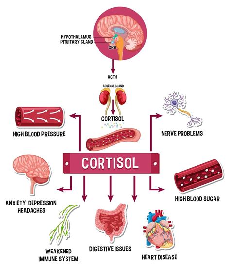 Qué es el cortisol Funciones y niveles de esta hormona