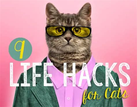 9 Clever Life Hacks For Cats