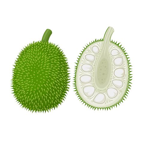 Vector illustration, whole and half breadnut, scientific name Artocarpus camansi, isolated on ...