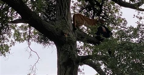 Niño De 3 Años Sobrevive Ataque De Puma En Sur De California