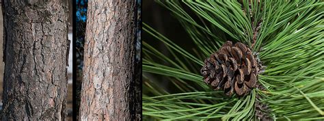 Pinus Banksiana The Michigan Nature Guys Blog