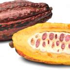 Cocoa Beans Png Transparent Images Png All