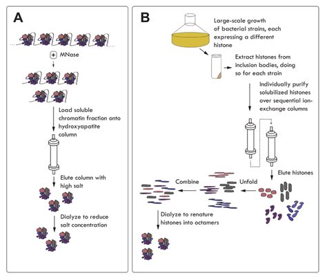 Chip Seq Histone Modification - Chip Seq And Beyond New And Improved Methodologies To Detect And ...