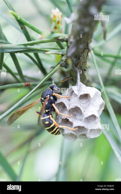 Large Wasp Hi Res Stock Photography And Images Alamy