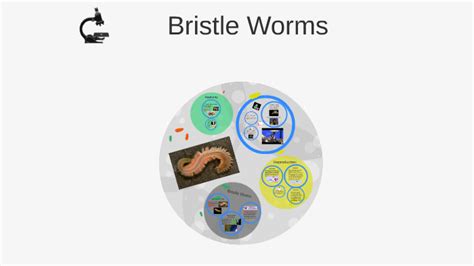 Bristle Worms Anatomy by Nadire Malo on Prezi