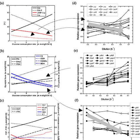 Main metabolic pathways. | Download Scientific Diagram 