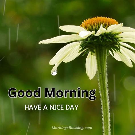 200+ Good Morning Rainy Images HD Photos Download