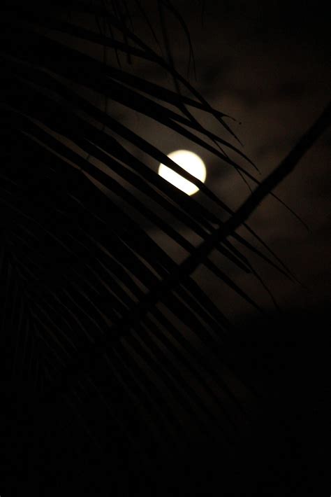 Night moon through grass - PixaHive