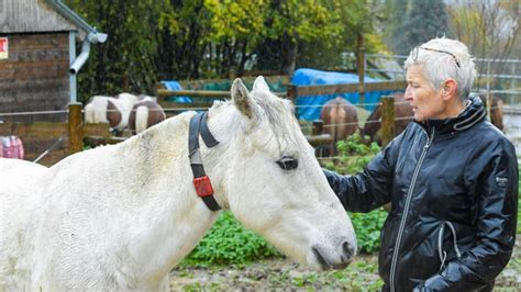 Écurie Active Au Haras De L’étoile Près De Rouen Les Chevaux Vivent En Liberté Et ça Marche