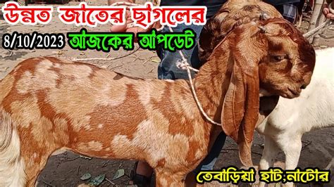 08102023 কেমন ছিল আজকের নাটোর তেবাড়িয়া হাটে উন্নত ও ক্রস জাতের