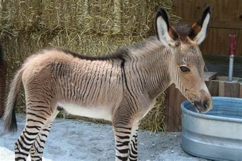 Zebroid - Alchetron, The Free Social Encyclopedia