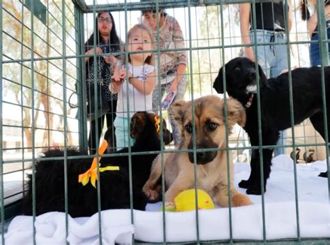 Realizar N Jornada De Adopci N De Mascotas Este Fin De Semana En