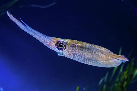 Bigfin Reef Squid Photograph By David A Litman Pixels