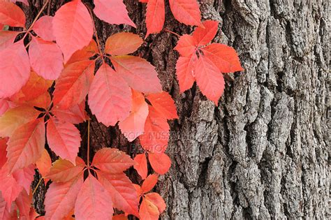 Virginia creeper (Parthenocissus quinquefolia) | ROLF NUSSBAUMER ...