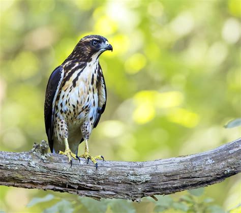 How To Identify A Broad Winged Hawk Birds And Blooms